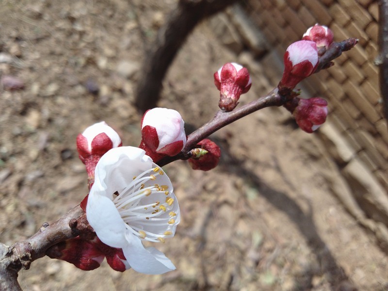 【板块开荒】999元荣耀畅玩7A普及旗舰高科技，全面屏、人脸解锁、双摄样样有