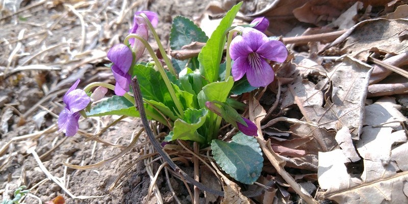 【板块开荒】999元荣耀畅玩7A普及旗舰高科技，全面屏、人脸解锁、双摄样样有