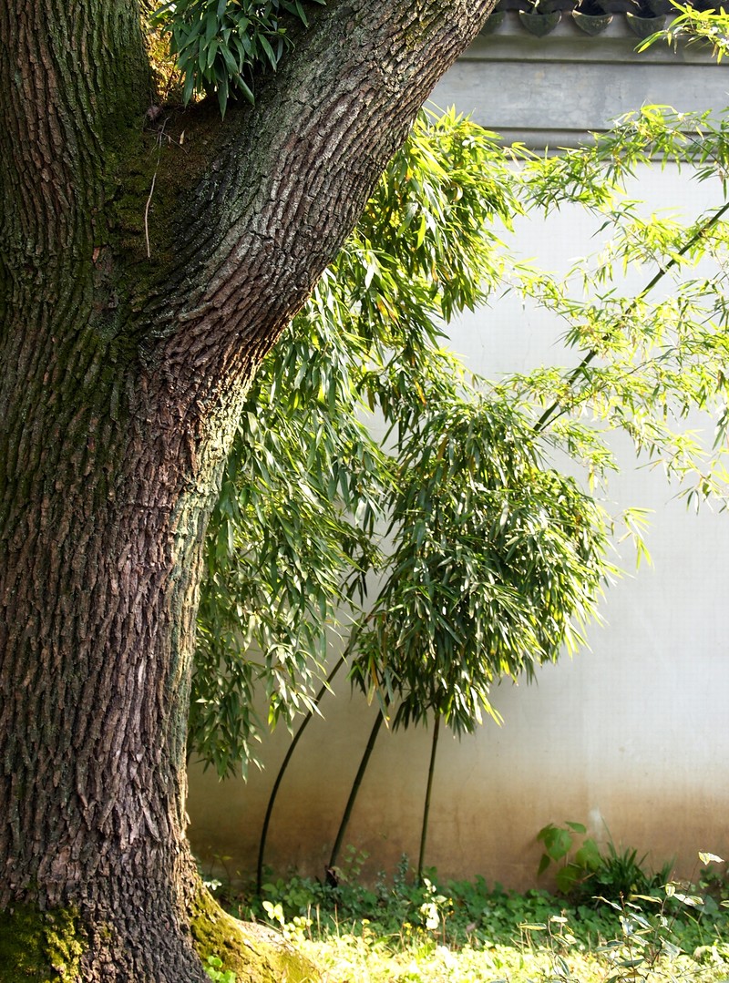 苏州影像     园林   拙政园