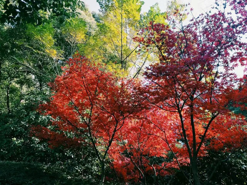 让科技诗意的栖居：魅族Pro6s诗意评测