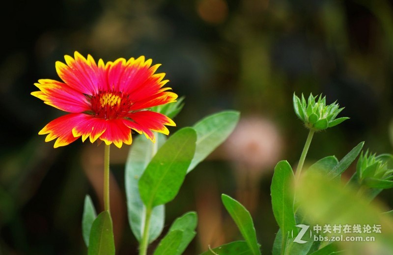 #白塔影集#假日里，在小区随手拍了一些不起眼儿的花花草草。