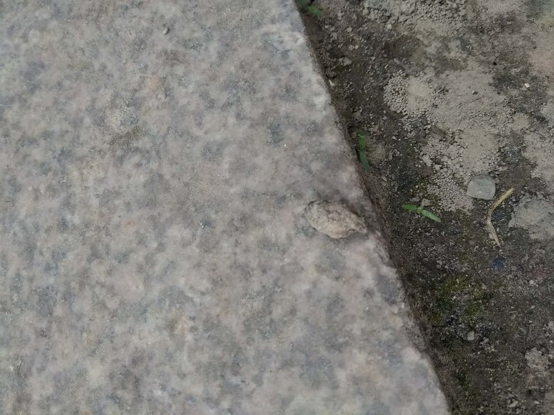 vivo X21摔在枣核上外屏废了，客户服务说换要630