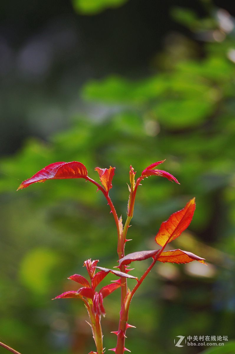 #白塔影集#假日里，在小区随手拍了一些不起眼儿的花花草草。