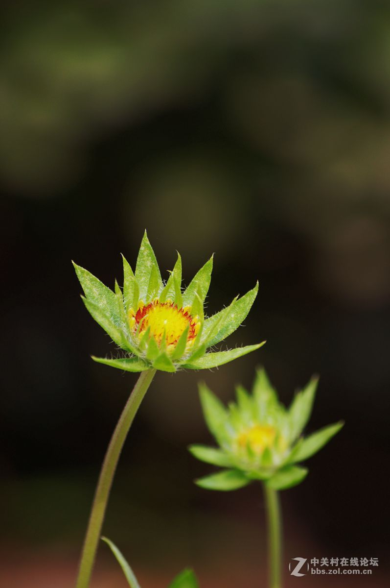 #白塔影集#假日里，在小区随手拍了一些不起眼儿的花花草草。