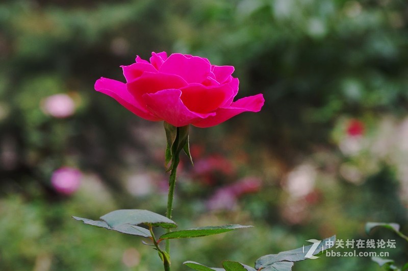 #白塔影集#假日里，在小区随手拍了一些不起眼儿的花花草草。