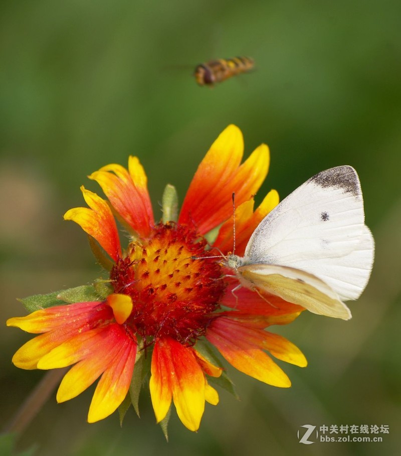 #白塔影集#假日里，在小区随手拍了一些不起眼儿的花花草草。