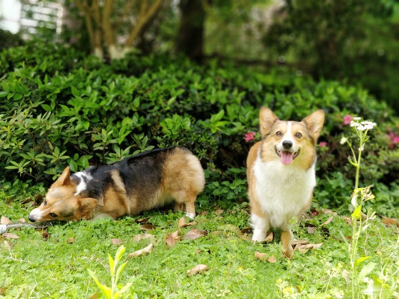 柯基犬靓照评价