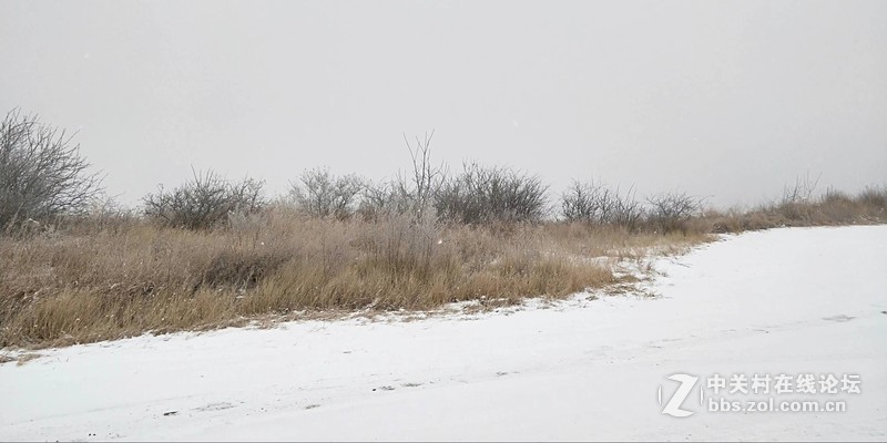 这白白浅浅的初雪，才是入冬的正式仪式