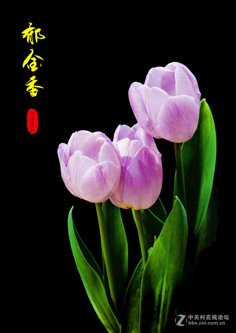 携一组竖版郁金香祝贺晚之秋荣任5DS星空(中国)版主