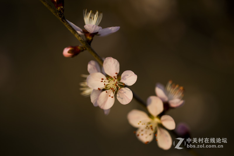 花1（拍于大连理工大学）