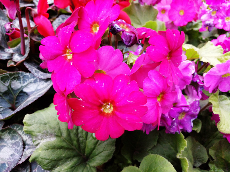 #够快才畅快#能拍5200W象素？X6 Plus对比S6 Edge+