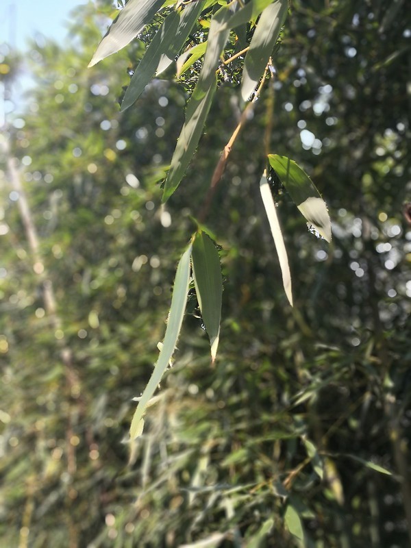 真的有德味？—HUAWEI 华为 Mate10 Pro 拍照评测