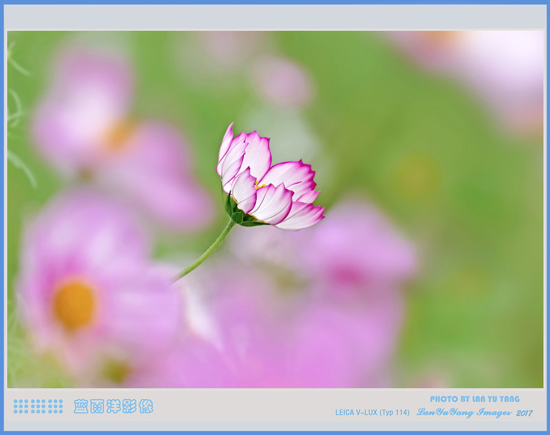 秋英花开