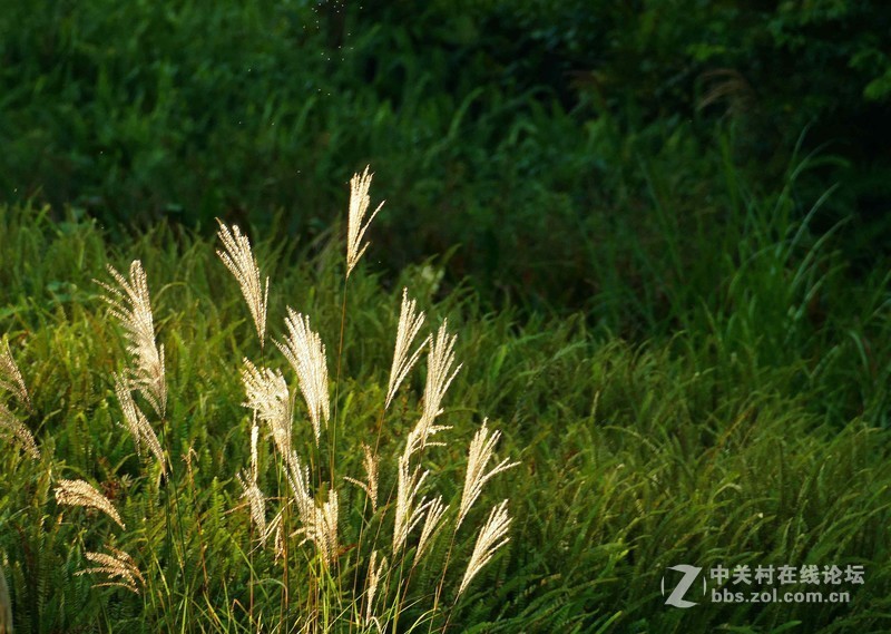 张家山公园之斜阳