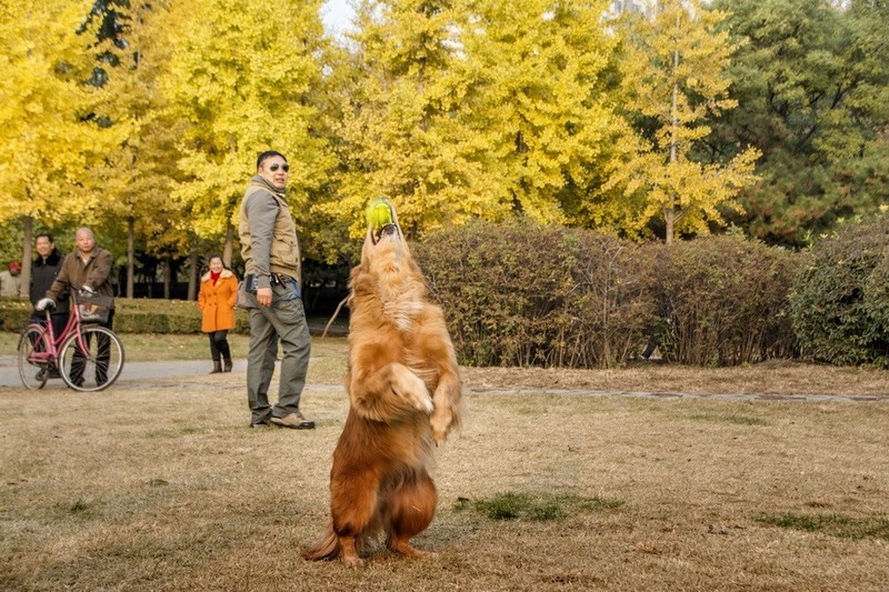 迎戌狗年训狗记