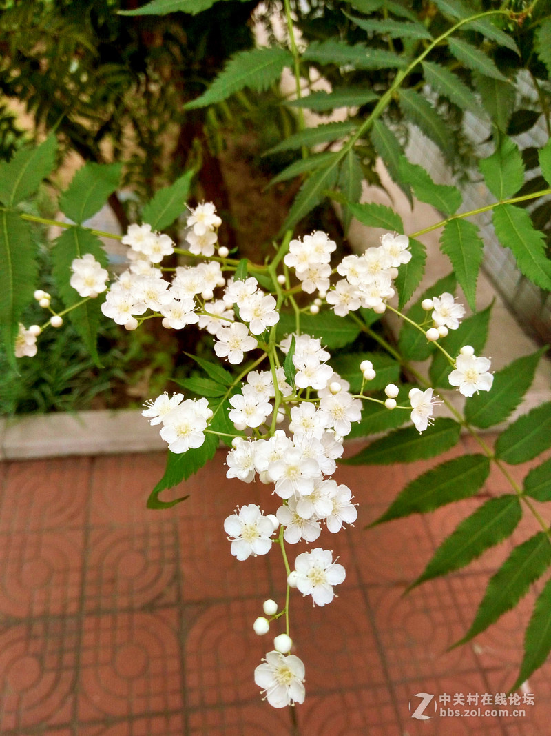 #全金属 闪拍利器#万人迷OPPO R7微距摄影图赏