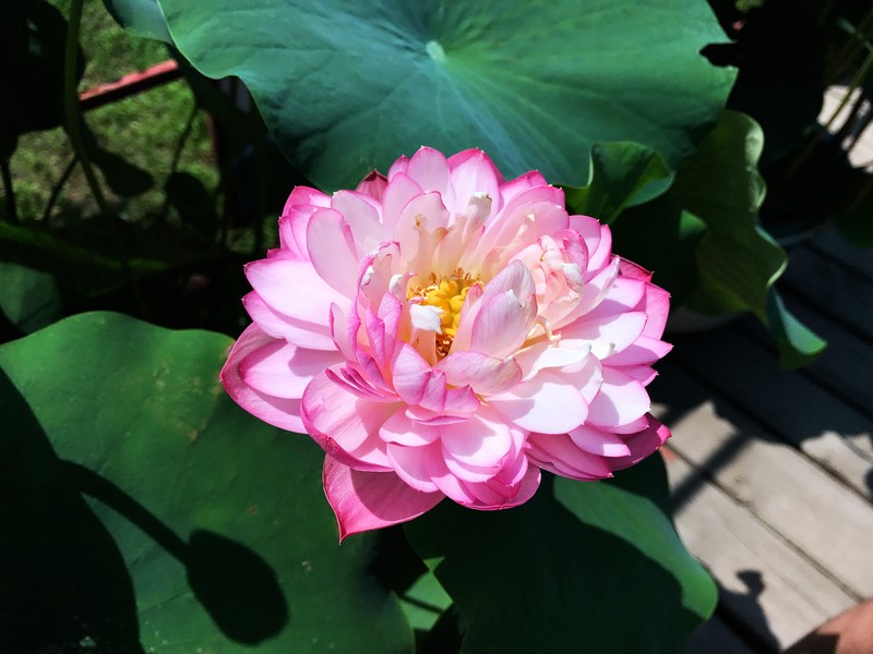 夏日圆明园 iPhone 7