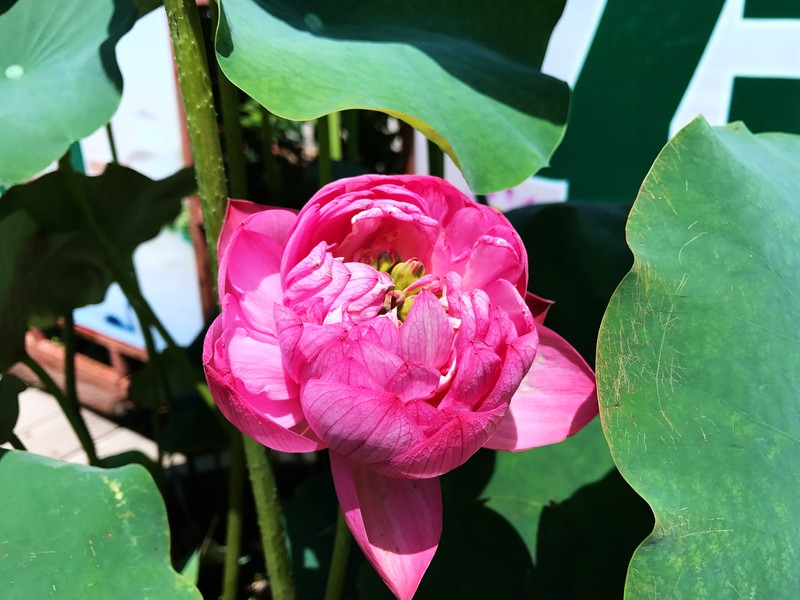 夏日圆明园 iPhone 7