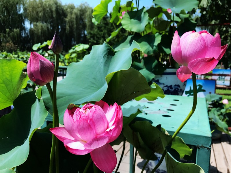 夏日圆明园 iPhone 7