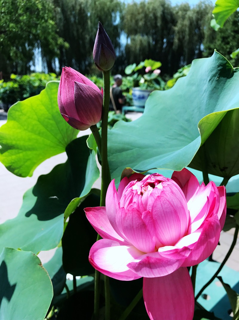 夏日圆明园 iPhone 7