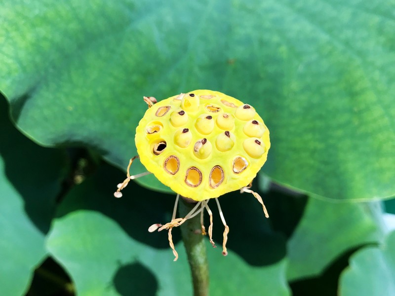 夏日圆明园 iPhone 7