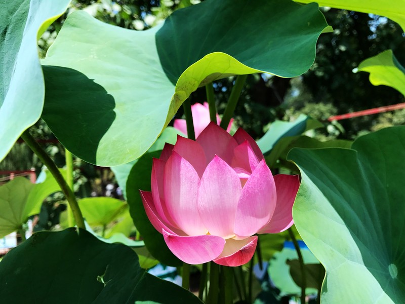 夏日圆明园 iPhone 7