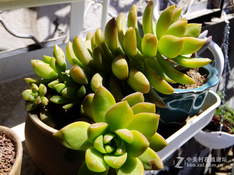 小试f605：家里的多肉花园