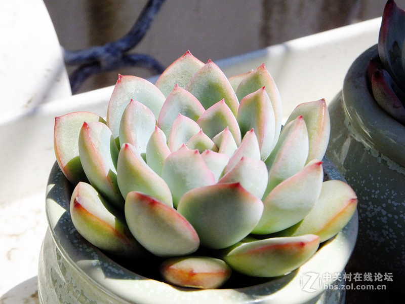 小试f605：家里的多肉花园