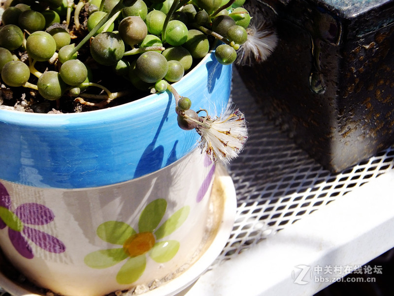 小试f605：家里的多肉花园