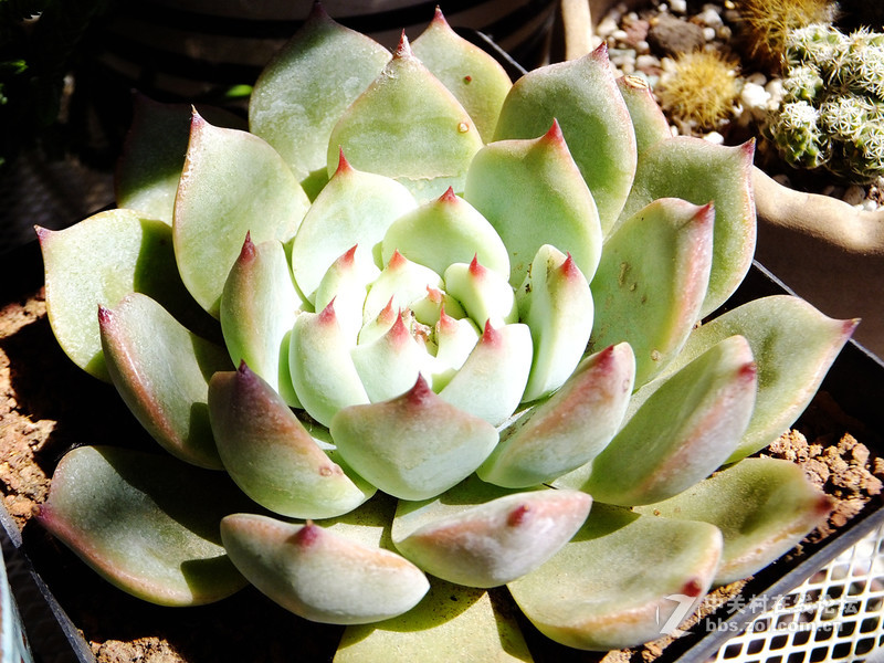 小试f605：家里的多肉花园
