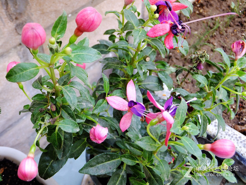 小试f605：家里的多肉花园