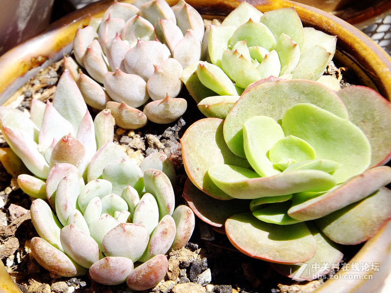 小试f605：家里的多肉花园