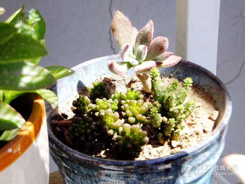 小试f605：家里的多肉花园