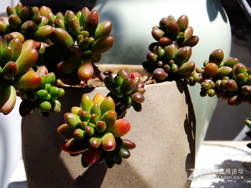 小试f605：家里的多肉花园