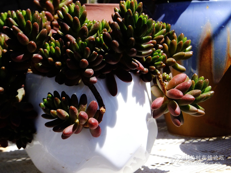 小试f605：家里的多肉花园