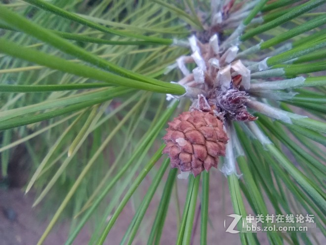 荣耀畅玩平板note摄影评测