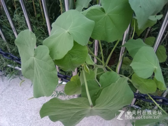 荣耀畅玩平板note摄影评测