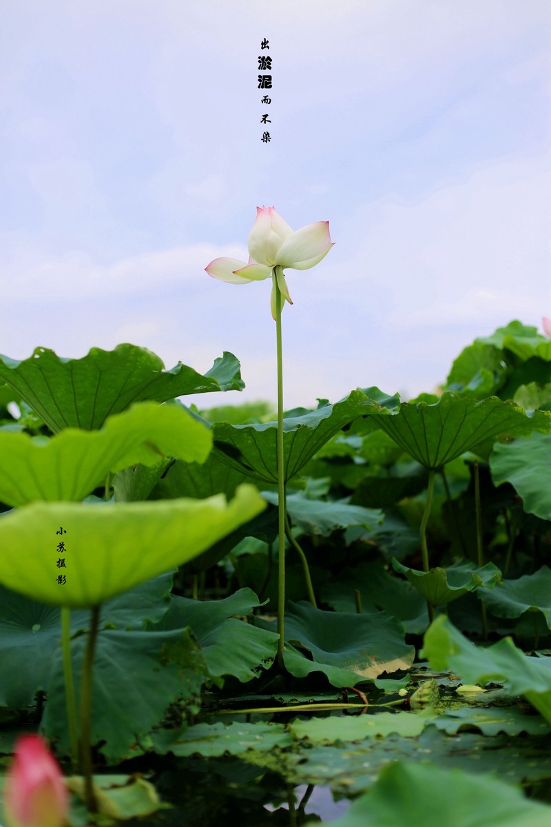 出淤泥而不染荷花
