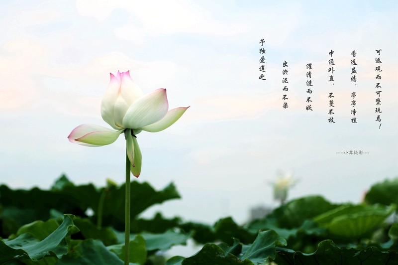 出淤泥而不染荷花