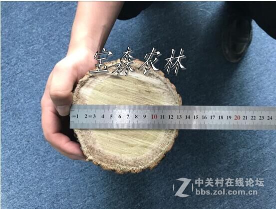 新品种速生槐，干直，速生，易管理，木质硬，适用于实木地板家具。