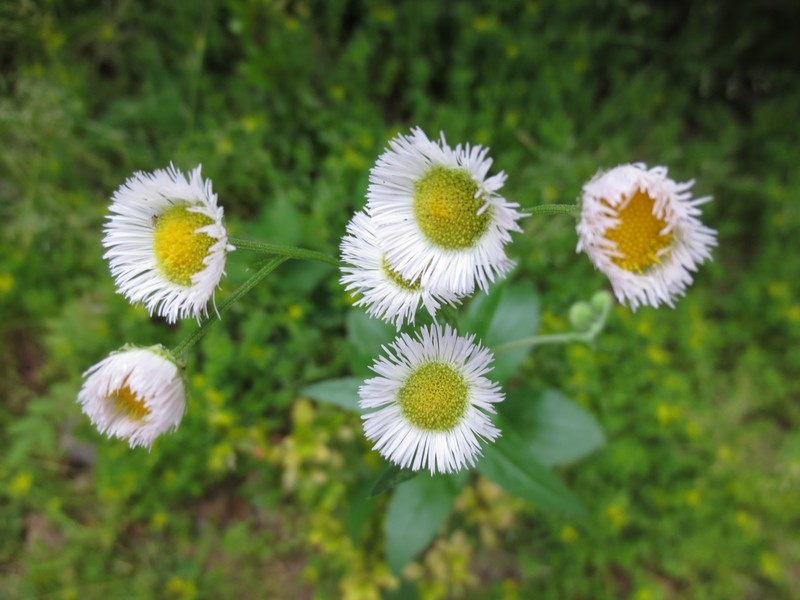 立夏后公园花坛花花草草随拍