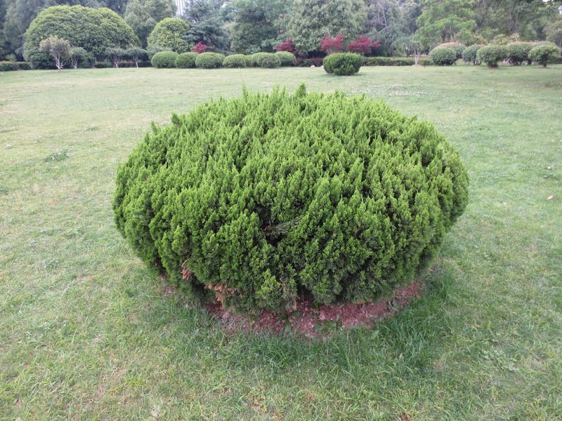 立夏后公园花坛花花草草随拍