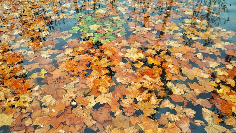 渣渣照片又来了