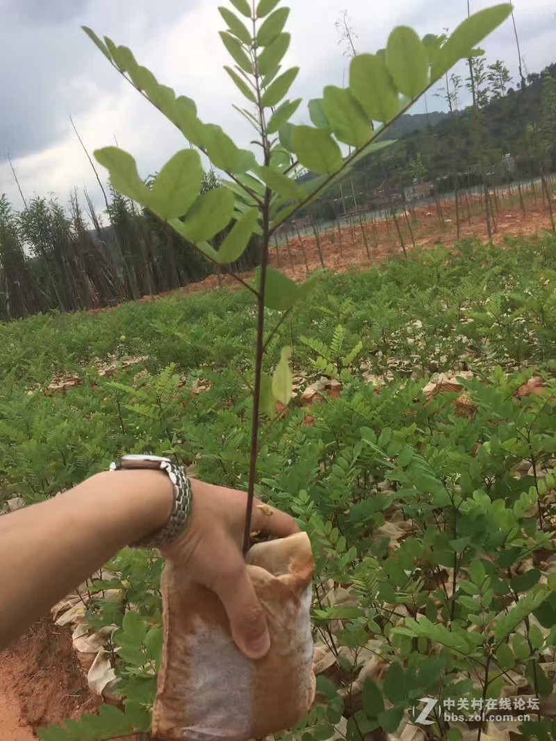 新品种速生槐，干直，速生，易管理，木质硬，适用于实木地板家具。
