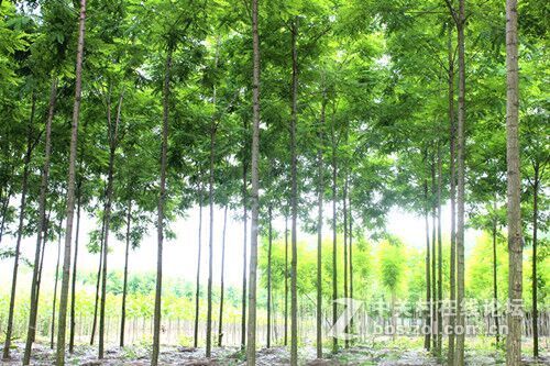 新品种速生槐，干直，速生，易管理，木质硬，适用于实木地板家具。