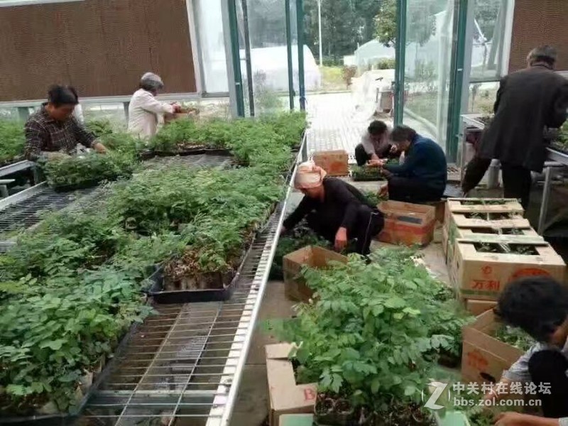 新品种速生槐，干直，速生，易管理，木质硬，适用于实木地板家具。