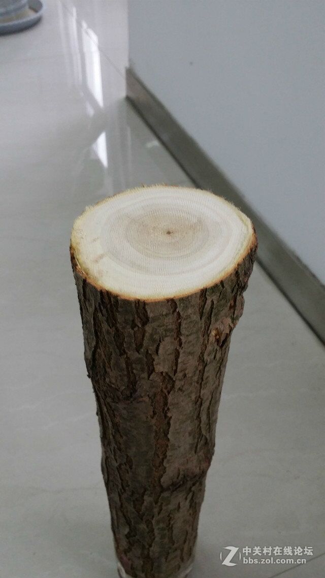 新品种速生槐，干直，速生，易管理，木质硬，适用于实木地板家具。