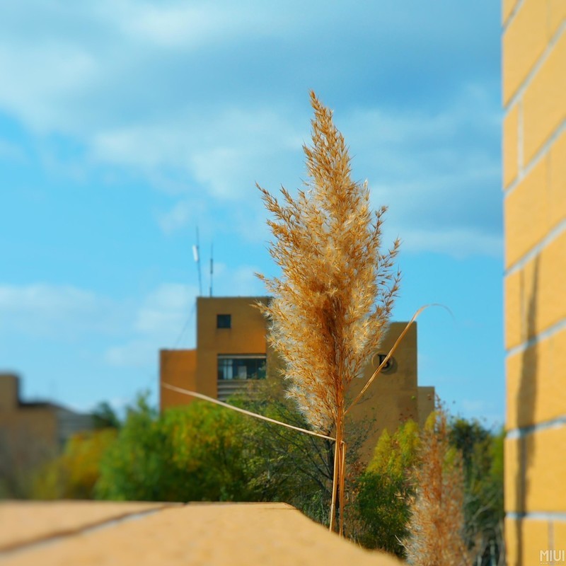 渣渣照片又来了