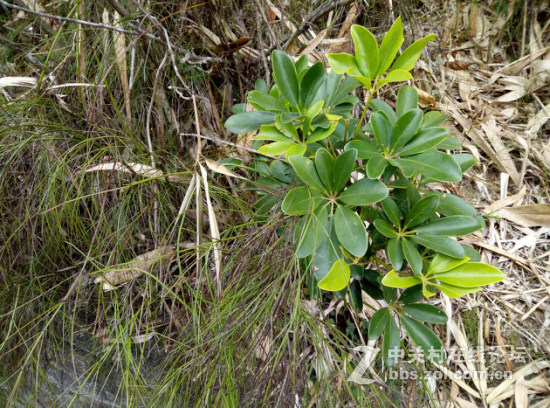 ＃魅蓝Note 5试用＃魅蓝note5性能够用续航出众 畅快体验