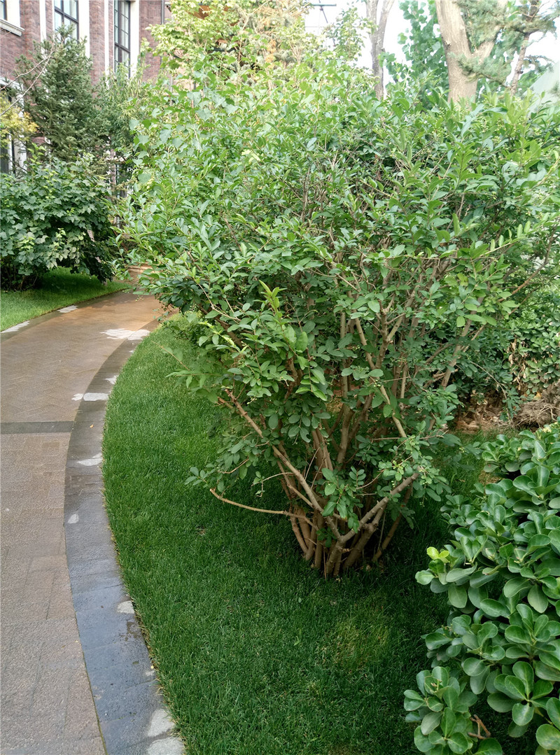 ＃想想还是小的好＃魅蓝3S拍照样张欣赏